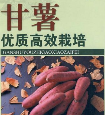 甘薯是什么(甘薯的效果与作用)
