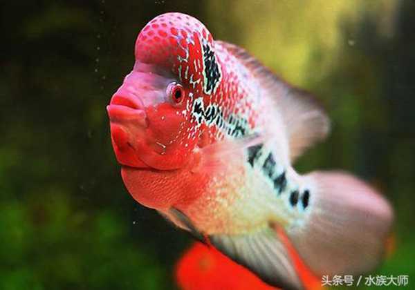 罗汉鱼怎么养颜色好看出爆头王？（4大注意事项掌握好必出）