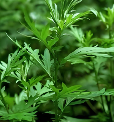 陈艾的效果与作用(深入了解陈艾的独特效果与作用)
