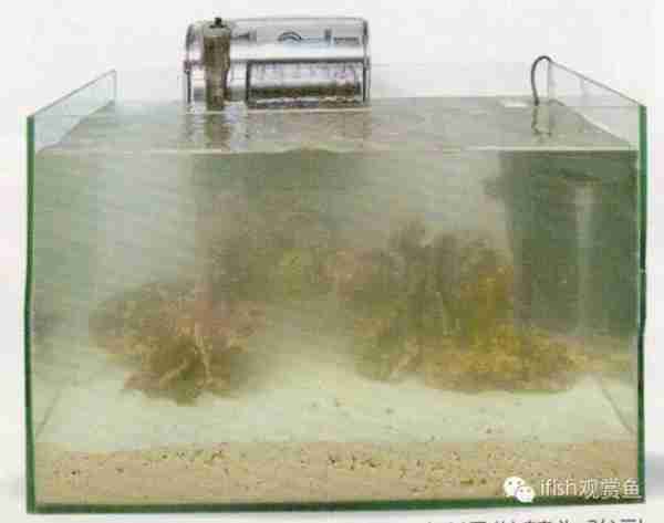 海水专栏 ｜ 手把手教您饲养小丑鱼！