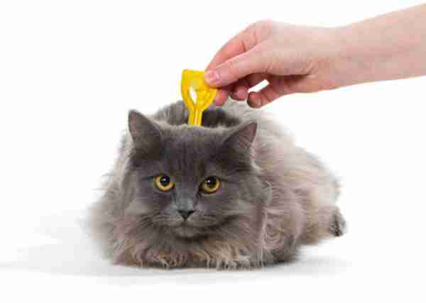 猫跳蚤会引发的4种疾病，得用这4种方法消除，你家猫有过跳蚤吗？