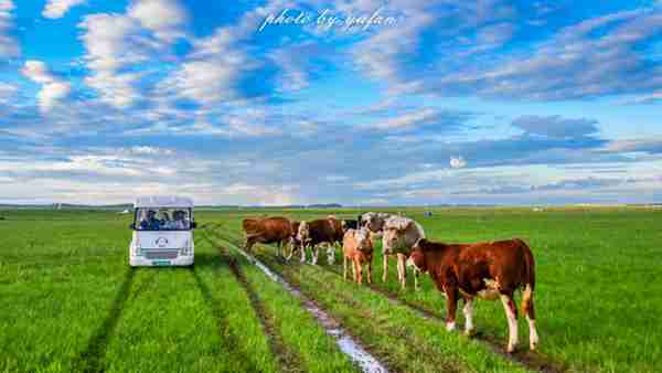 草原美食奶豆腐,原来是这样制作的