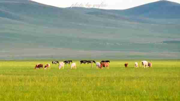 草原美食奶豆腐,原来是这样制作的