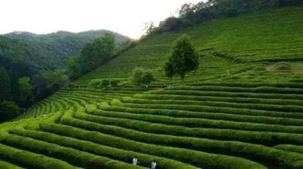 中国绿茶品类大全?绿茶的头道茶喝还是不喝?绿茶的效果与作用?