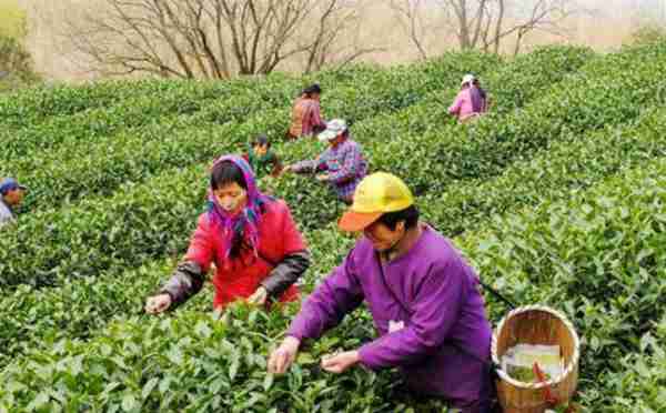 中国绿茶品类大全?绿茶的头道茶喝还是不喝?绿茶的效果与作用?