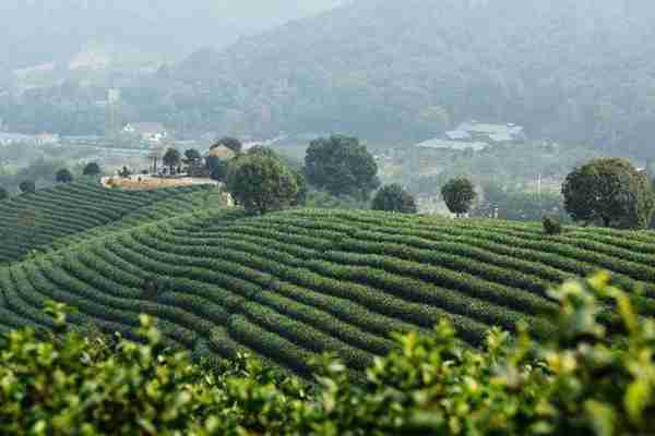 女人喝绿茶的效果与作用(中国绿茶品类大全)