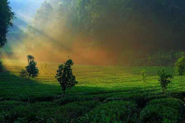 中国绿茶品类大全?绿茶的头道茶喝还是不喝?绿茶的效果与作用?