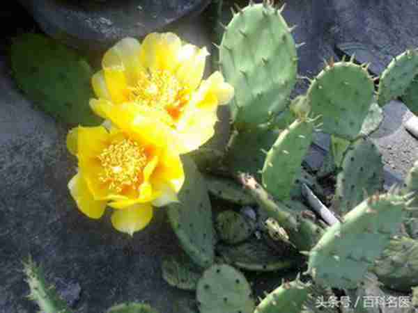 一换季手就脱皮是怎么回事儿?有什么方法可以根治吗?送你几个小偏方!