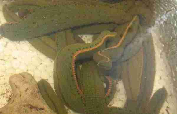 蚂蝗是什么样子的（蚂蝗有哪些天敌）