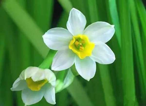 推荐10种办公室盆栽植物 好看又防辐射