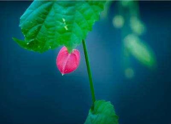 淡定是什么意思（淡定从容是什么样子）