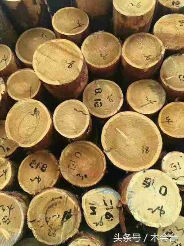 木材学习站-小课（落叶松）