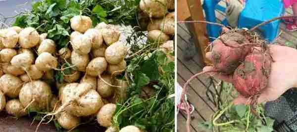 珍珠奶茶里的珍珠是什么做的?能吃吗?