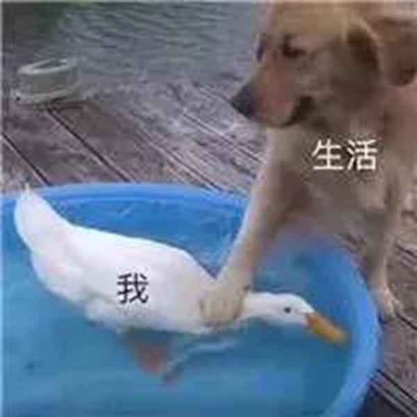 戴森太贵买不起？这两款平价卷发棒一样好用！