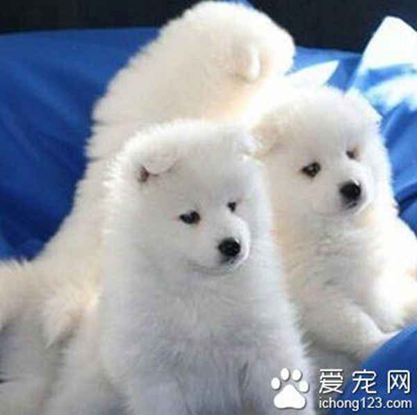 萨摩耶吃什么牌子狗粮好(教您如何选购技巧)