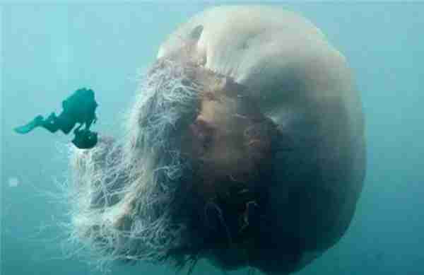 什么是深海恐惧症(有深海恐惧症是什么原因导致的)