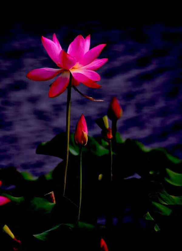 知道七月观什么花吗?告诉大家固定不变的开花时间