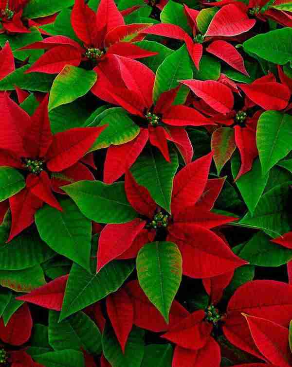 知道七月观什么花吗?告诉大家固定不变的开花时间