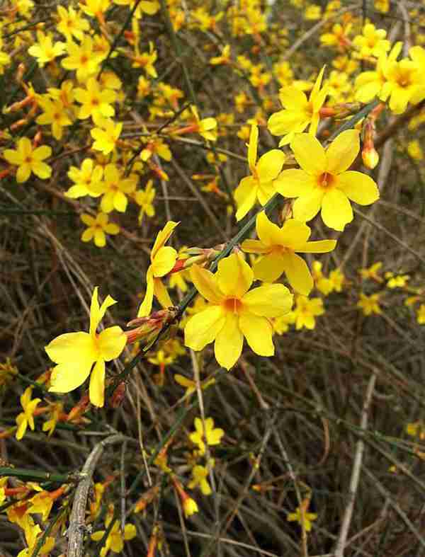 知道七月观什么花吗?告诉大家固定不变的开花时间