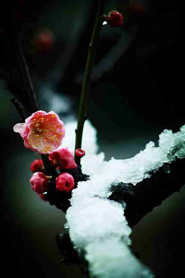 知道七月观什么花吗?告诉大家固定不变的开花时间