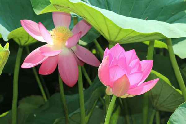 知道七月观什么花吗?告诉大家固定不变的开花时间