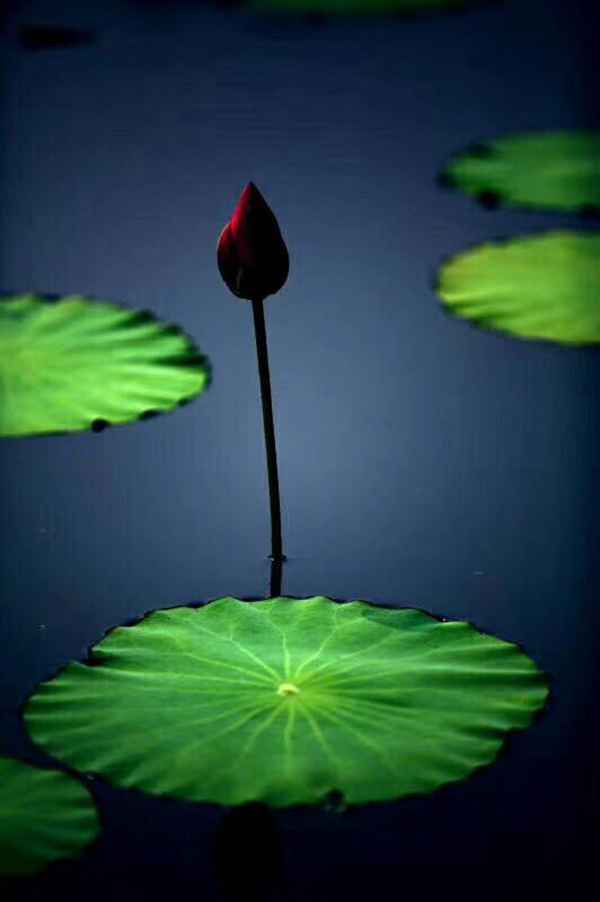 知道七月观什么花吗?告诉大家固定不变的开花时间