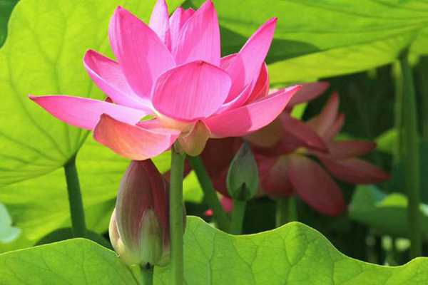 知道七月观什么花吗?告诉大家固定不变的开花时间