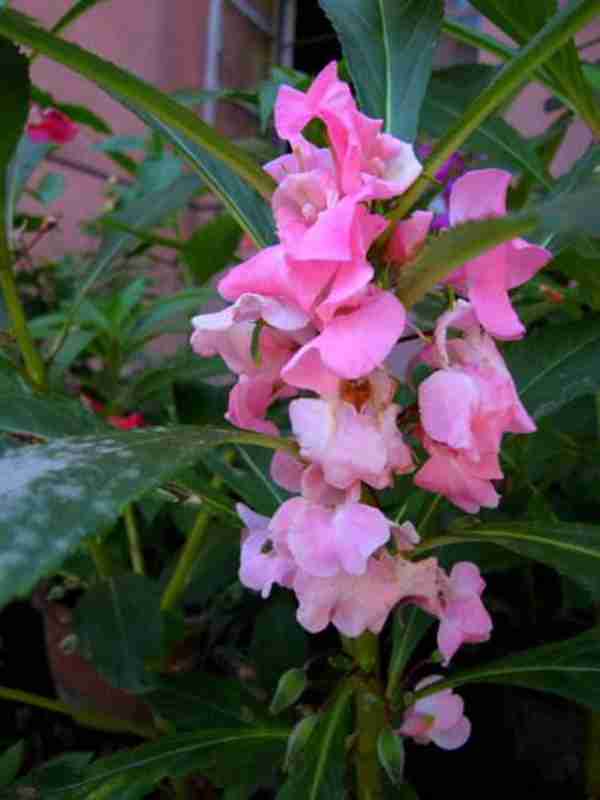 知道七月观什么花吗?告诉大家固定不变的开花时间