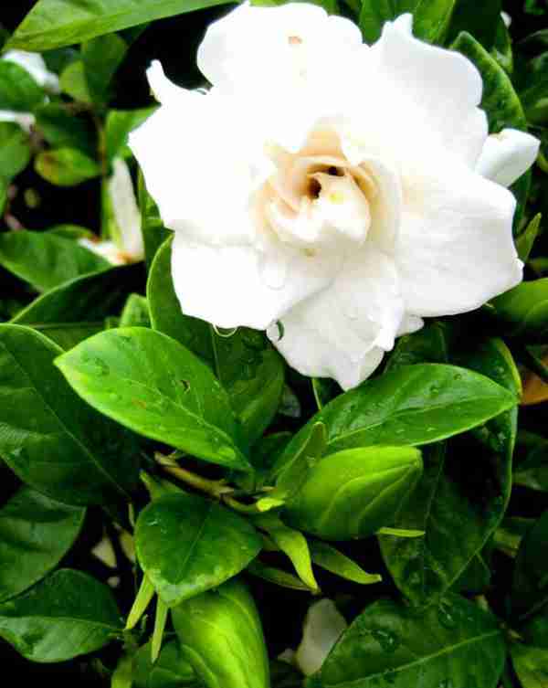 知道七月观什么花吗?告诉大家固定不变的开花时间