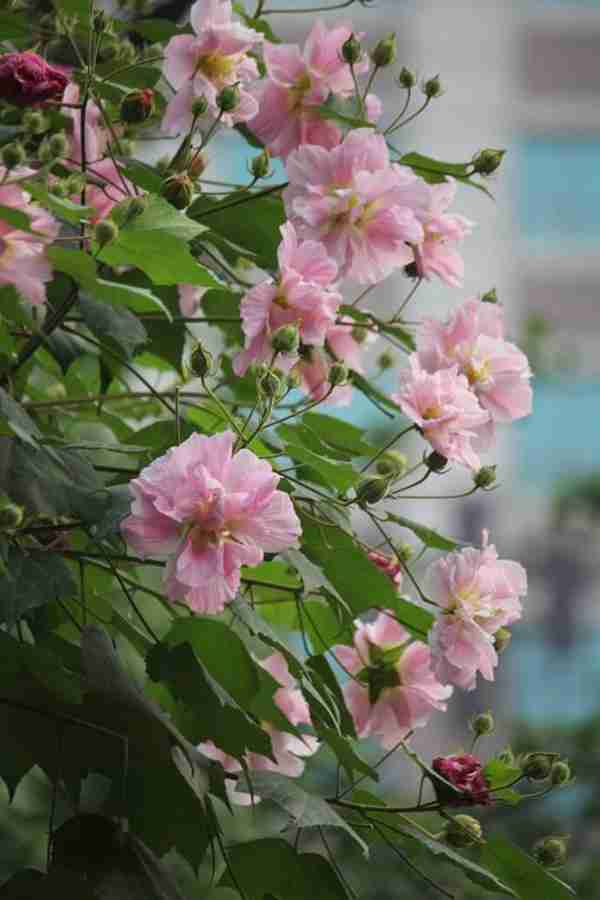 知道七月观什么花吗?告诉大家固定不变的开花时间