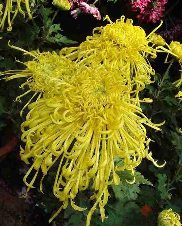 知道七月观什么花吗?告诉大家固定不变的开花时间