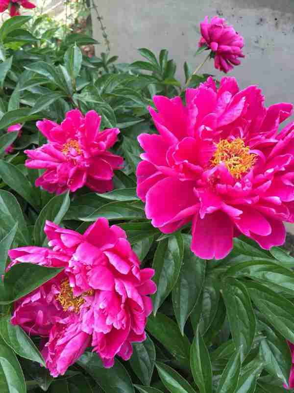 知道七月观什么花吗?告诉大家固定不变的开花时间