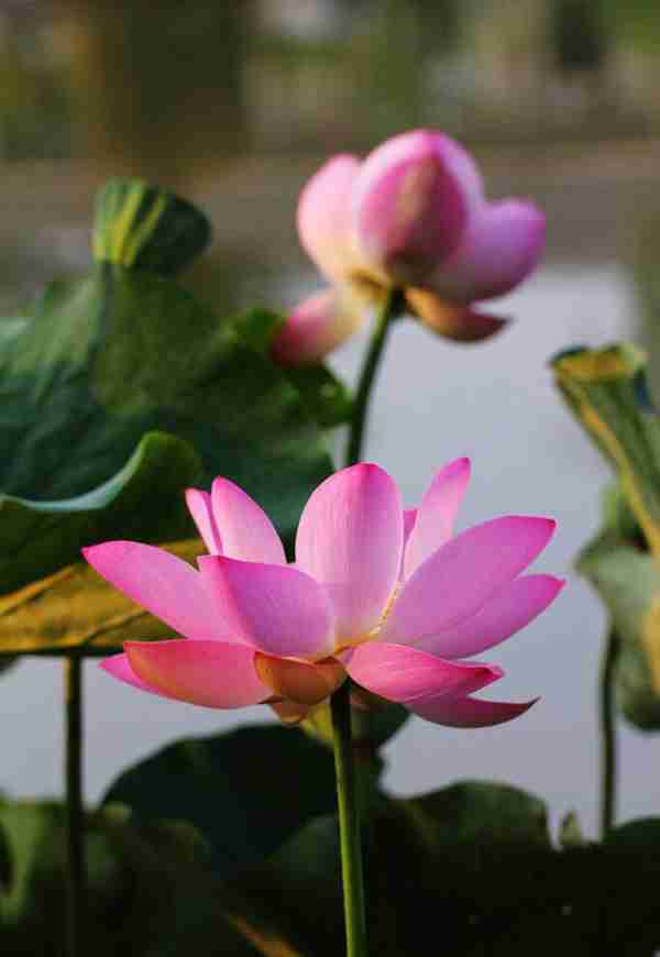 知道七月观什么花吗?告诉大家固定不变的开花时间