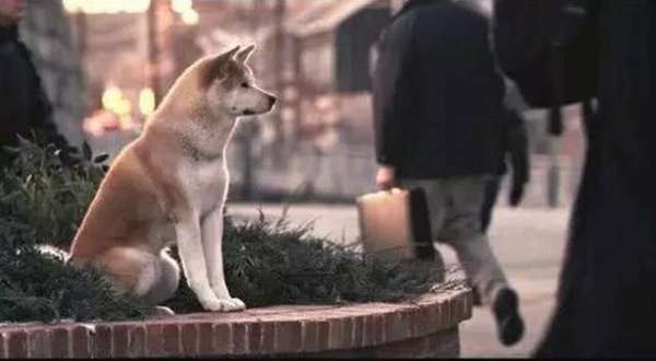 忠犬八公是什么狗(盘点那些最忠诚的狗狗排名)