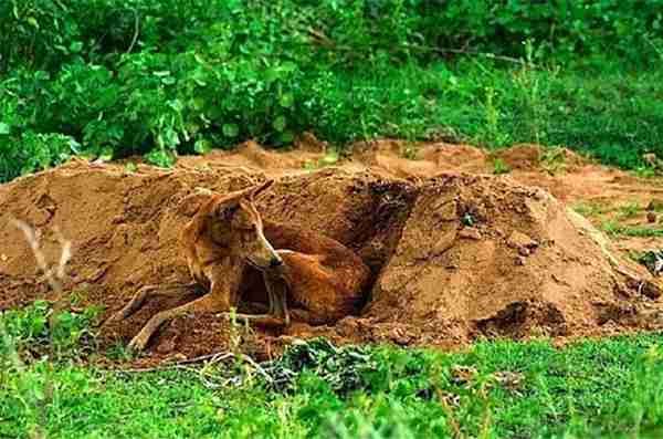 世界上最忠诚的九只狗狗,忠犬八公只是其中之一,泪湿透了眼眶!