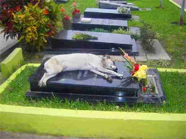 世界上最忠诚的九只狗狗,忠犬八公只是其中之一,泪湿透了眼眶!