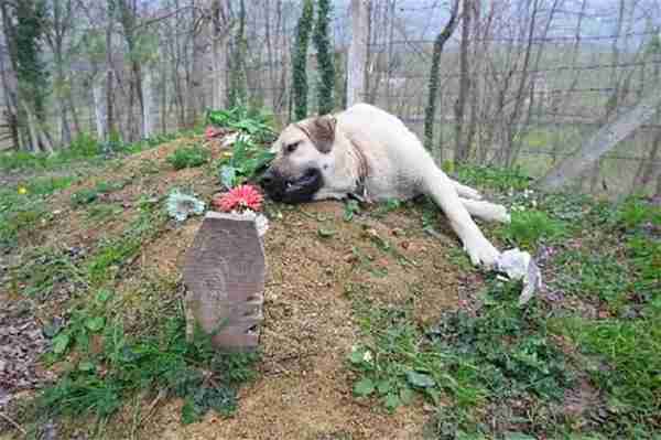 世界上最忠诚的九只狗狗,忠犬八公只是其中之一,泪湿透了眼眶!