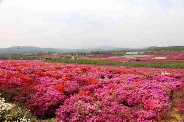 杜鹃紫藤正艳!来威海尽赏姹紫嫣红