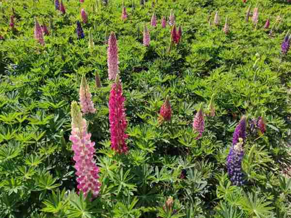 杜鹃紫藤正艳!来威海尽赏姹紫嫣红