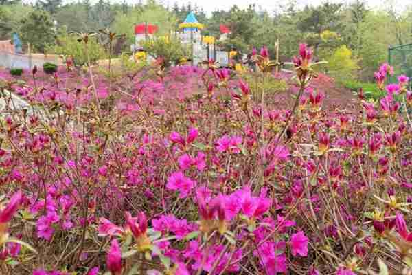 杜鹃紫藤正艳!来威海尽赏姹紫嫣红