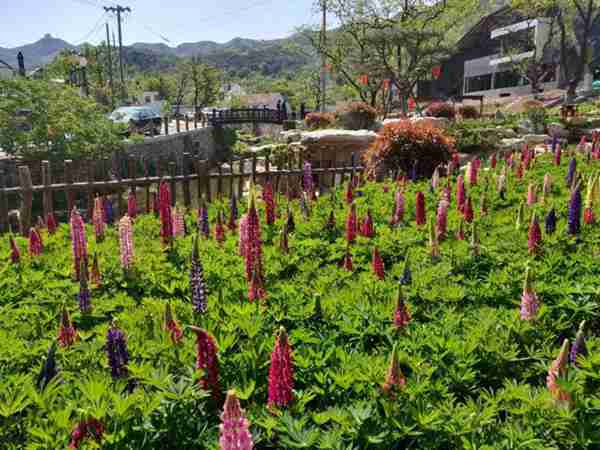 杜鹃紫藤正艳!来威海尽赏姹紫嫣红