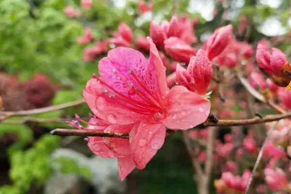 杜鹃紫藤正艳!来威海尽赏姹紫嫣红