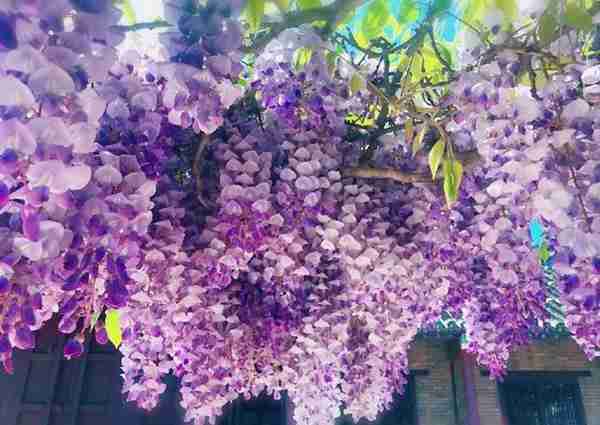 杜鹃紫藤正艳!来威海尽赏姹紫嫣红