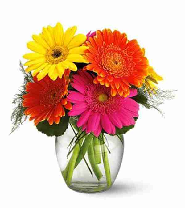 新房装修后放什么植物好?推荐6种最适合去除甲醛的植物!