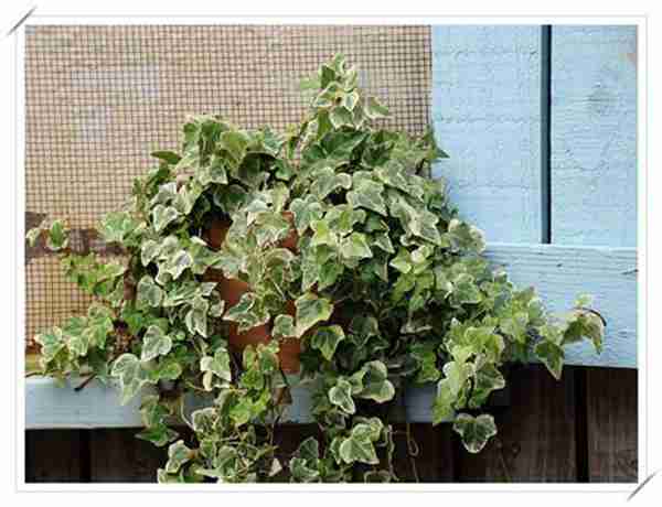 新房装修后放什么植物好?推荐6种最适合去除甲醛的植物!