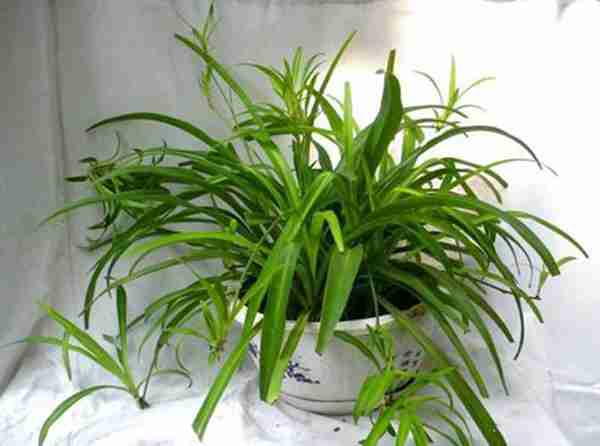 新装修的房子放什么植物可以除甲醛(推荐6种最适合去除甲醛的植物)