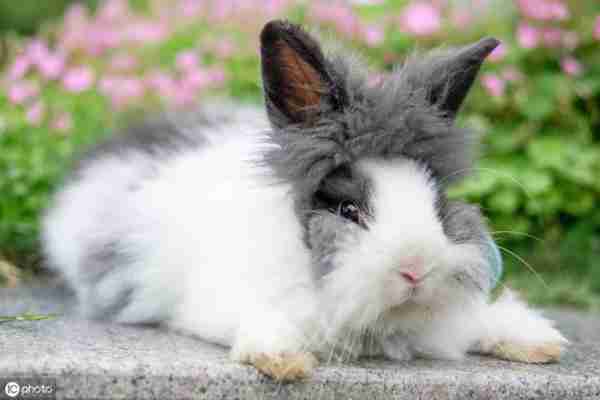养一只兔子吧,很可爱的那种!教你怎么养宠物兔~