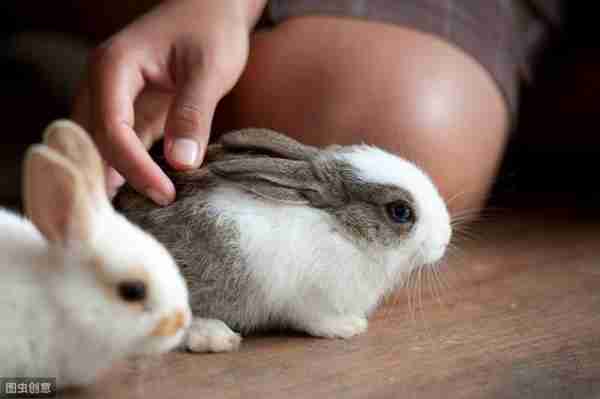 养一只兔子吧,很可爱的那种!教你怎么养宠物兔~
