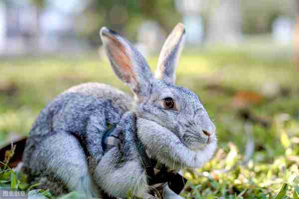 养一只兔子吧,很可爱的那种!教你怎么养宠物兔~