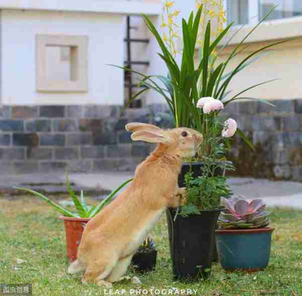 养一只兔子吧,很可爱的那种!教你怎么养宠物兔~